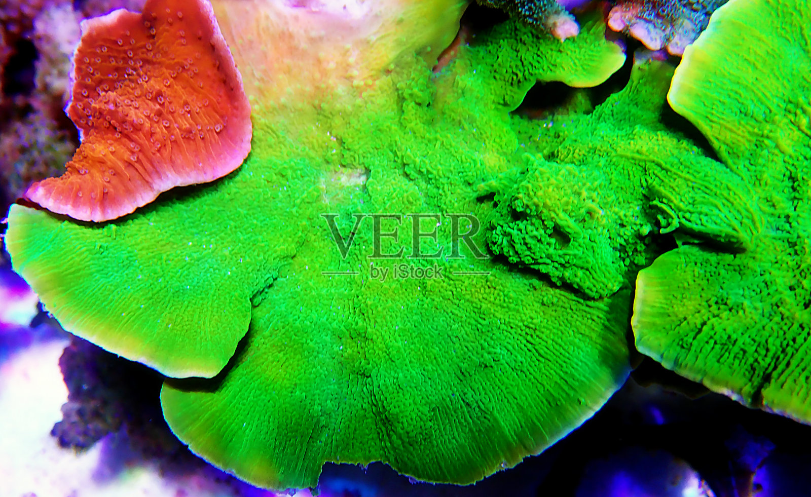 绿色的蒙提波拉摩羯座板块上有珊瑚照片摄影图片