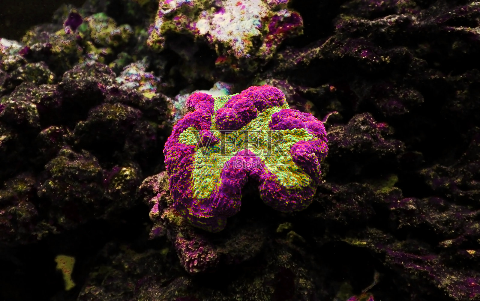 叶珊瑚(叶珊瑚)照片摄影图片