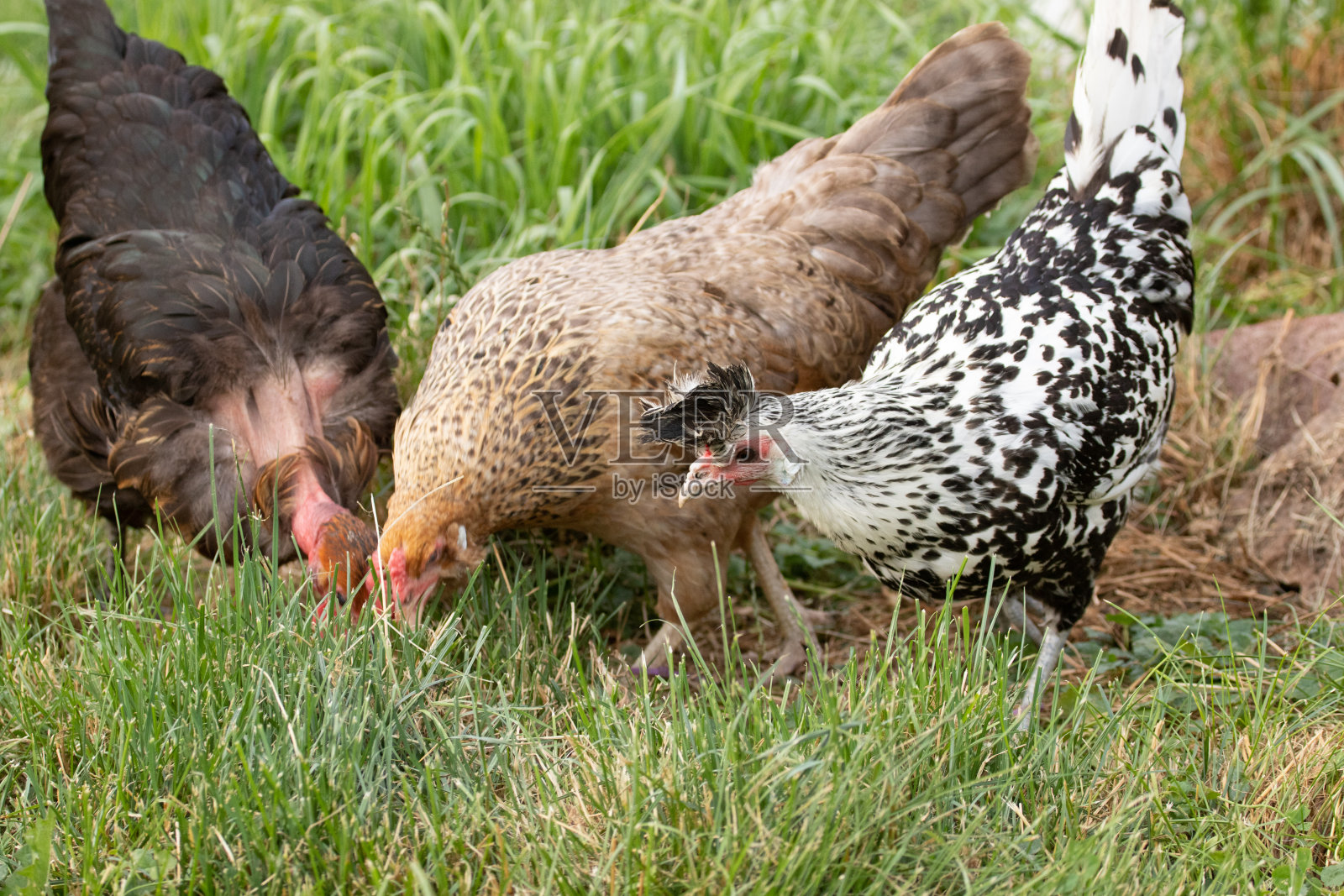 自由放养的鸡照片摄影图片