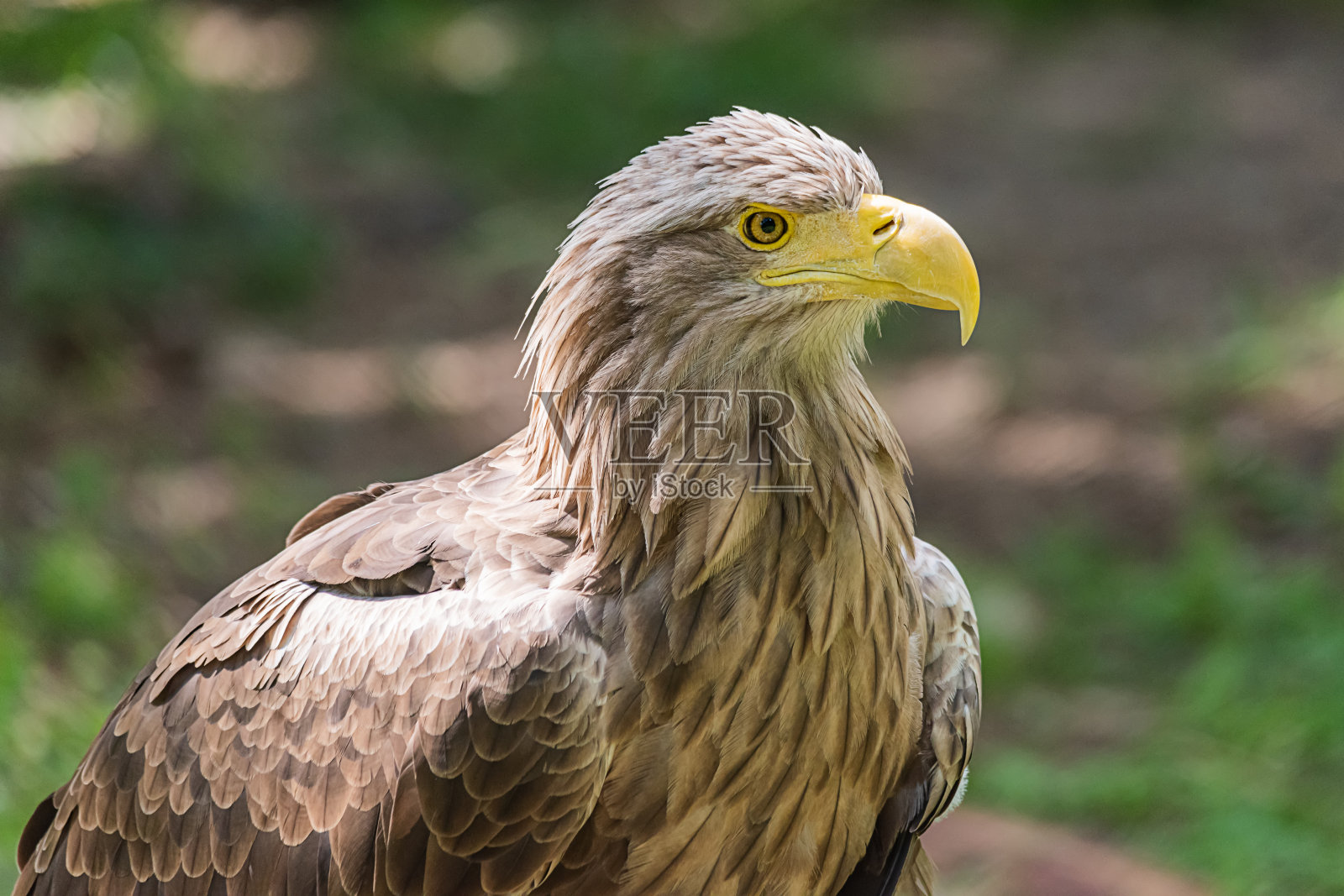 详细的白尾鹰头，典型的欧亚鹰照片摄影图片