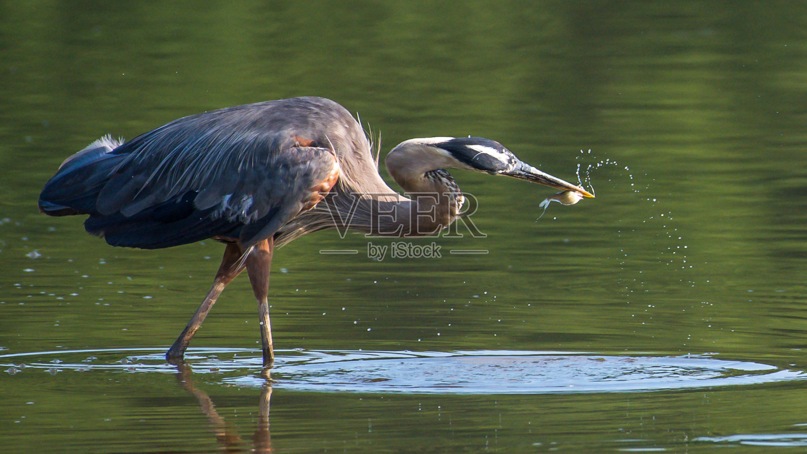 大蓝鹭的肖像飞行和寻找一顿饭照片摄影图片