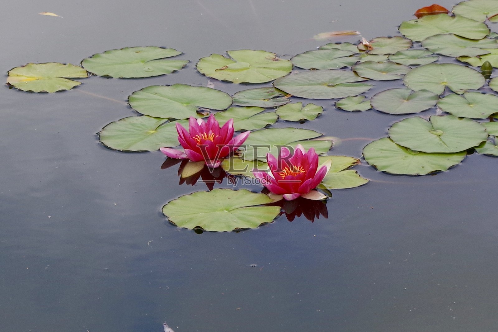红色，粉色和白色的睡莲照片摄影图片