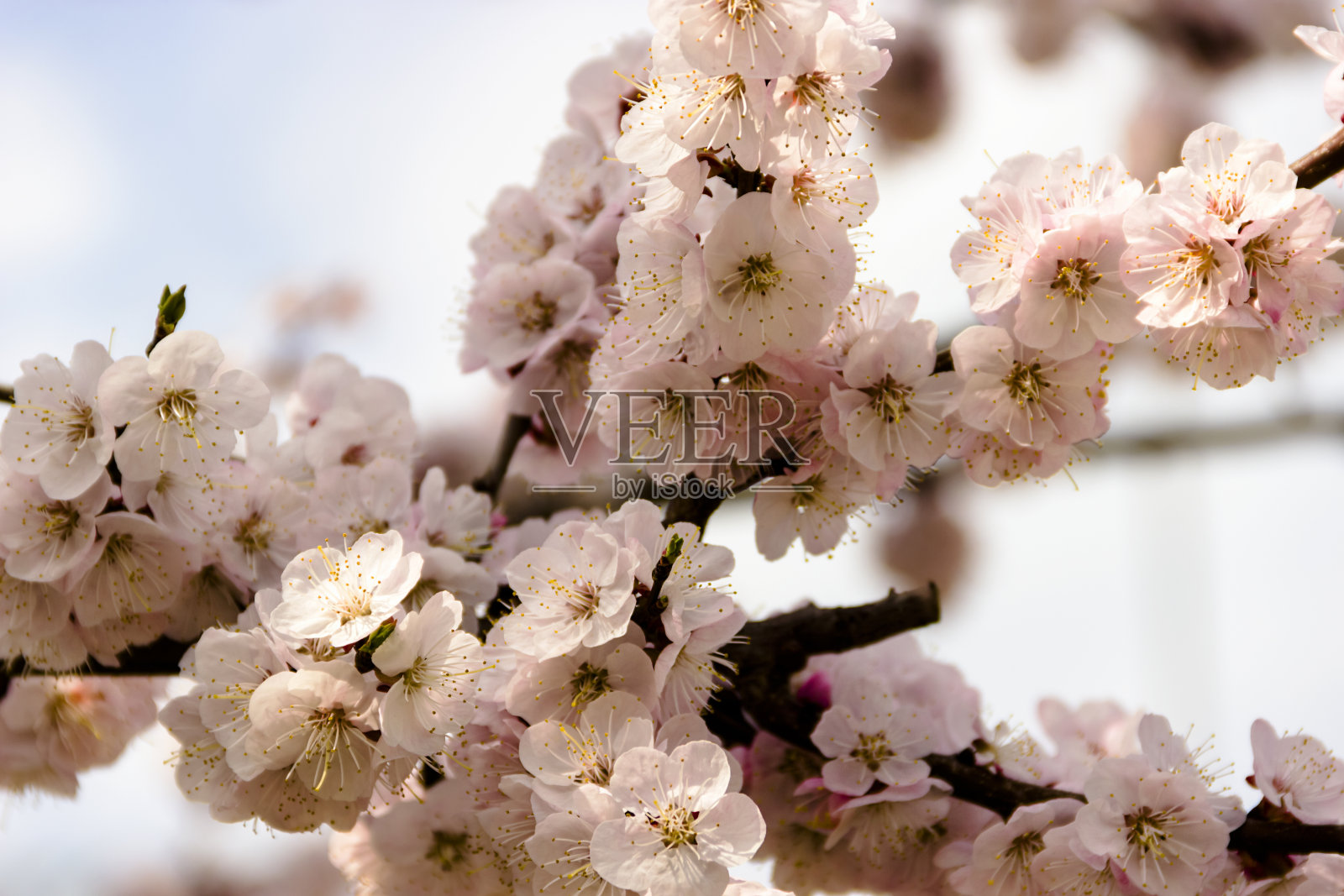 春天，杏树的白花和嫩芽绽放照片摄影图片