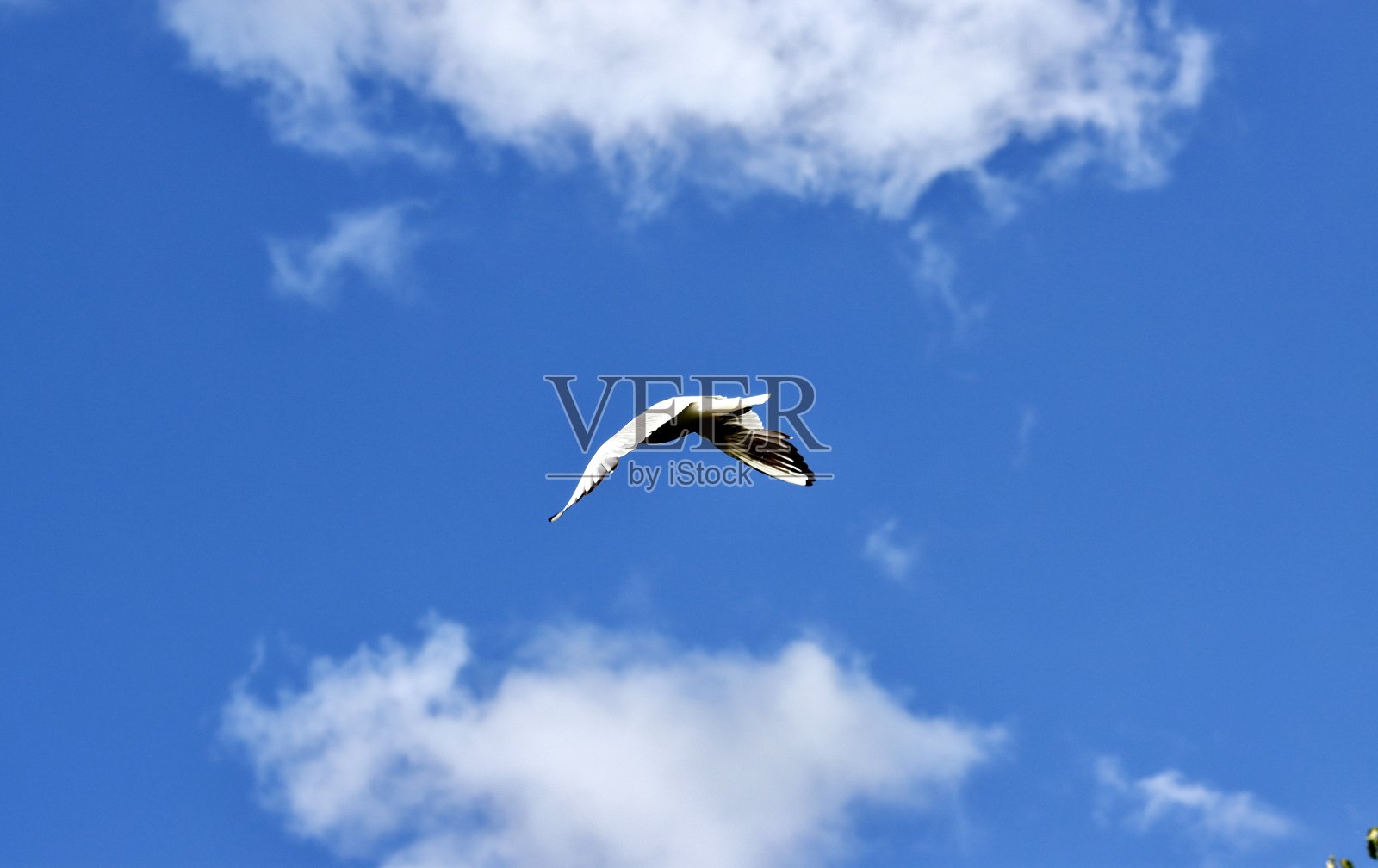 白色的海鸥在蓝天中飞翔照片摄影图片