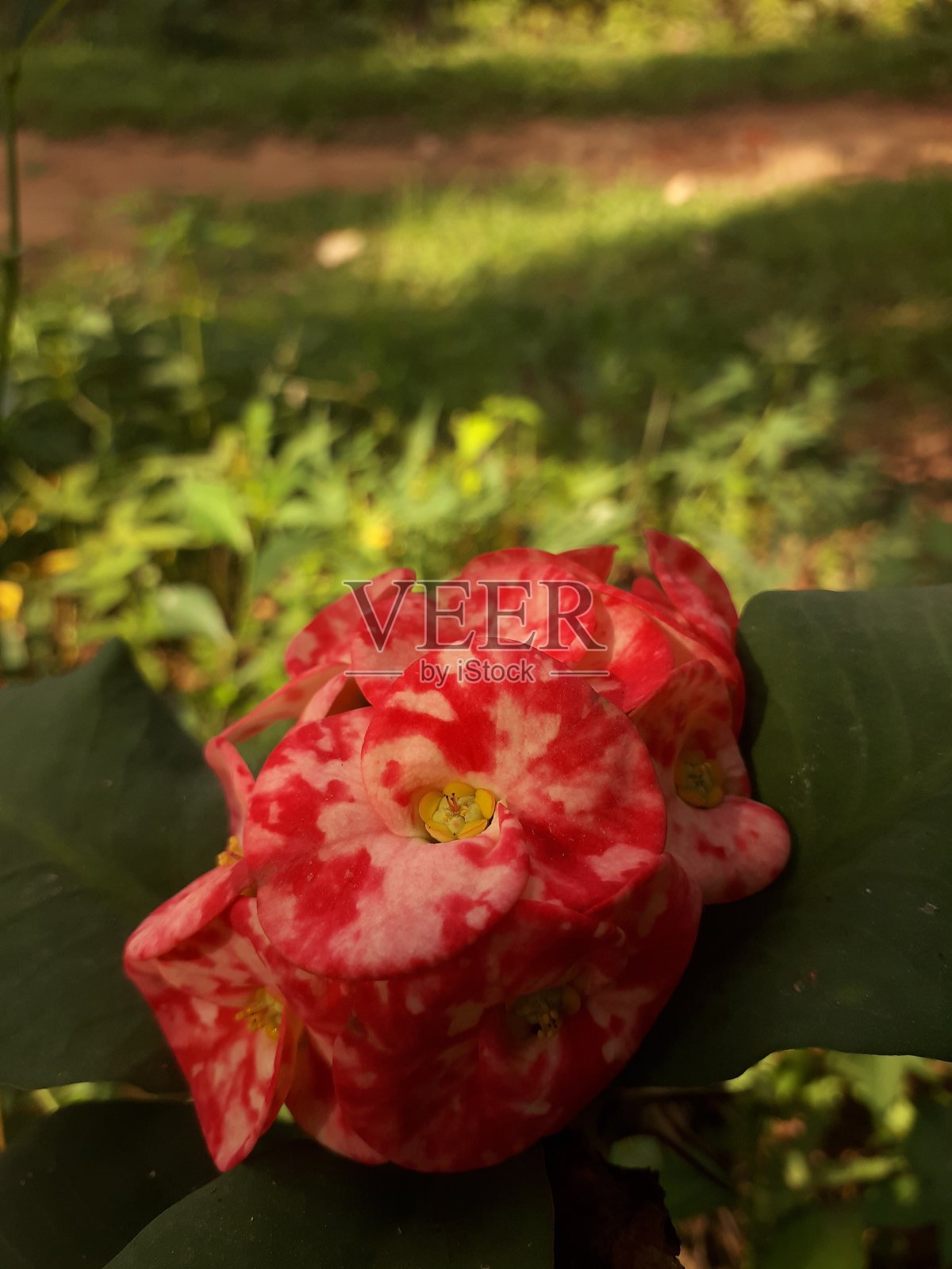 花园里长着美丽的红色大戟花照片摄影图片