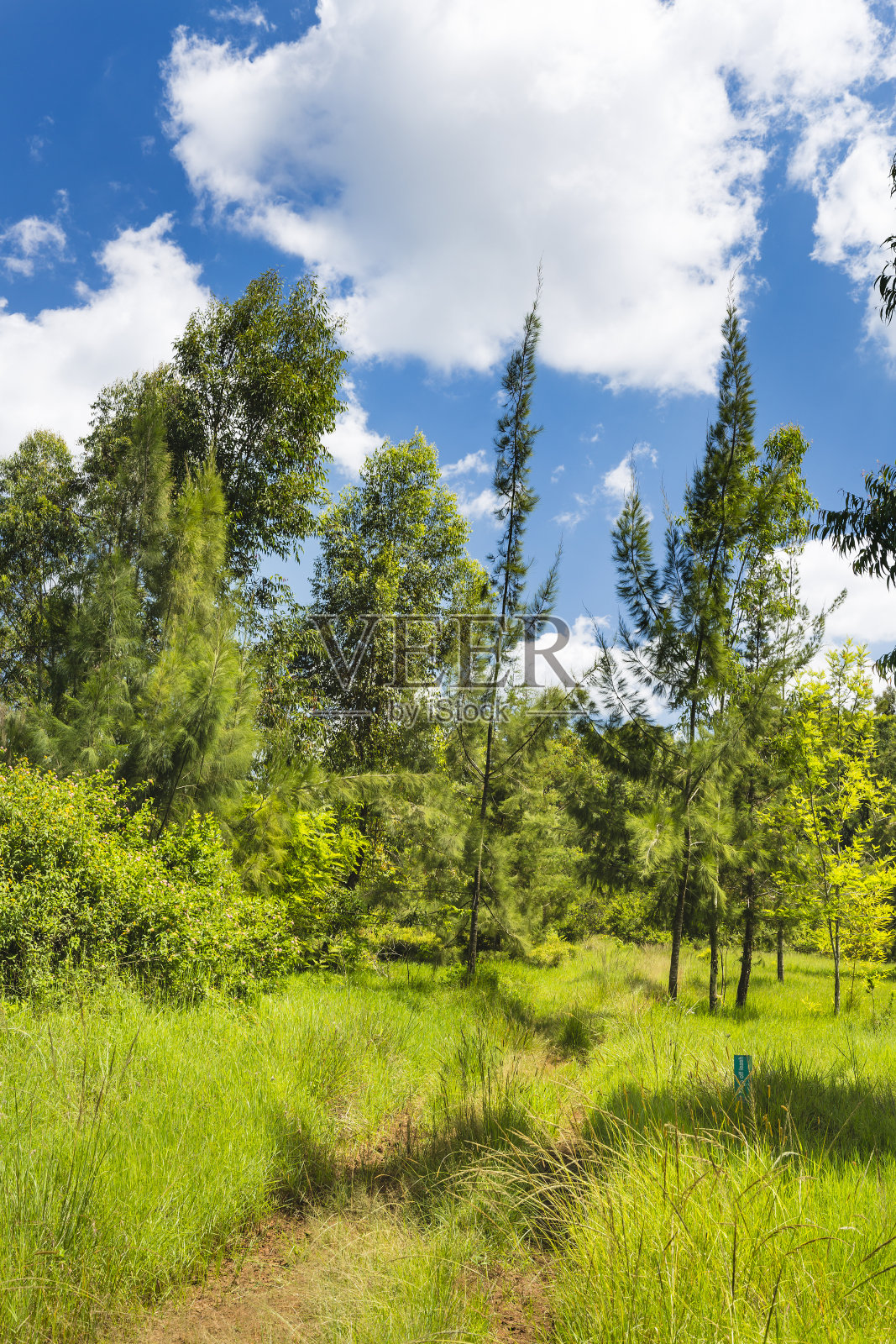 肯尼亚内罗毕，卡鲁拉森林小径照片摄影图片