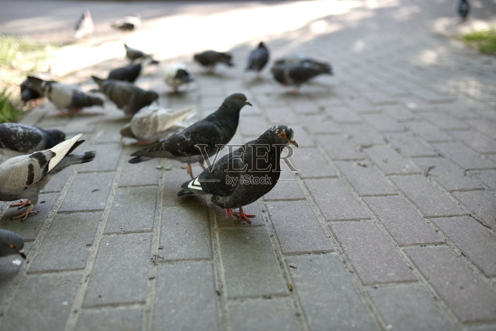 灰色鸽子在城市的人行道上行走的模糊照片。城市街道上的鸟儿。城市环境中的鸽子照片摄影图片