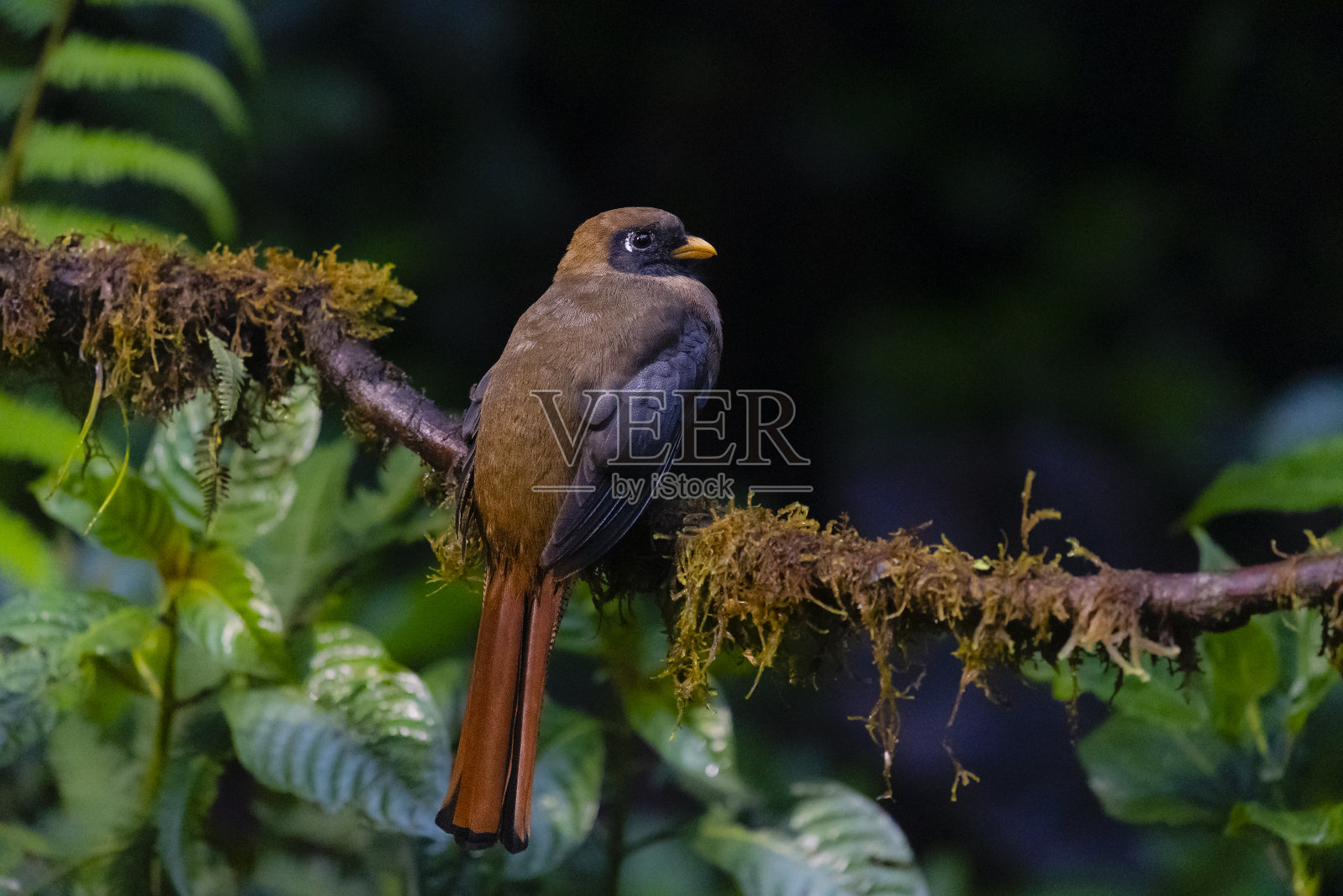 蒙面咬鹃女照片摄影图片