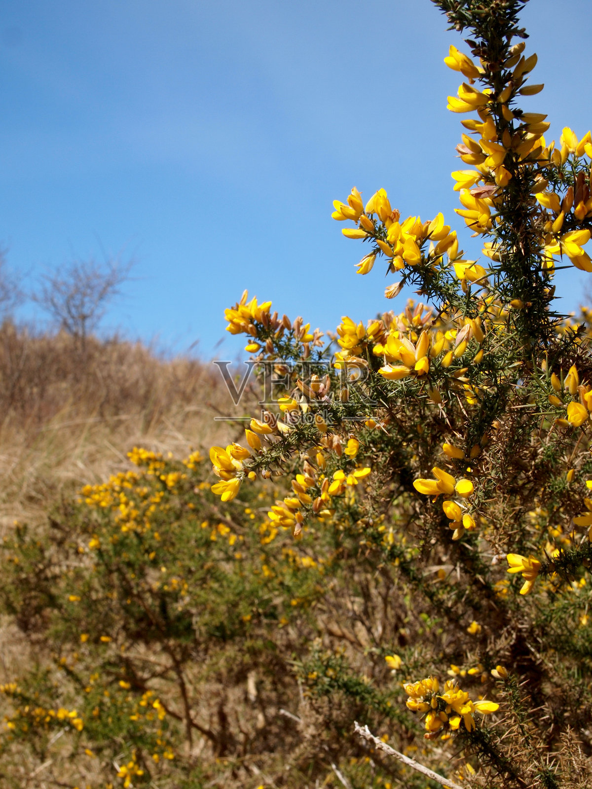 普通金雀花(ulex europaeus)在北海沙丘开花照片摄影图片