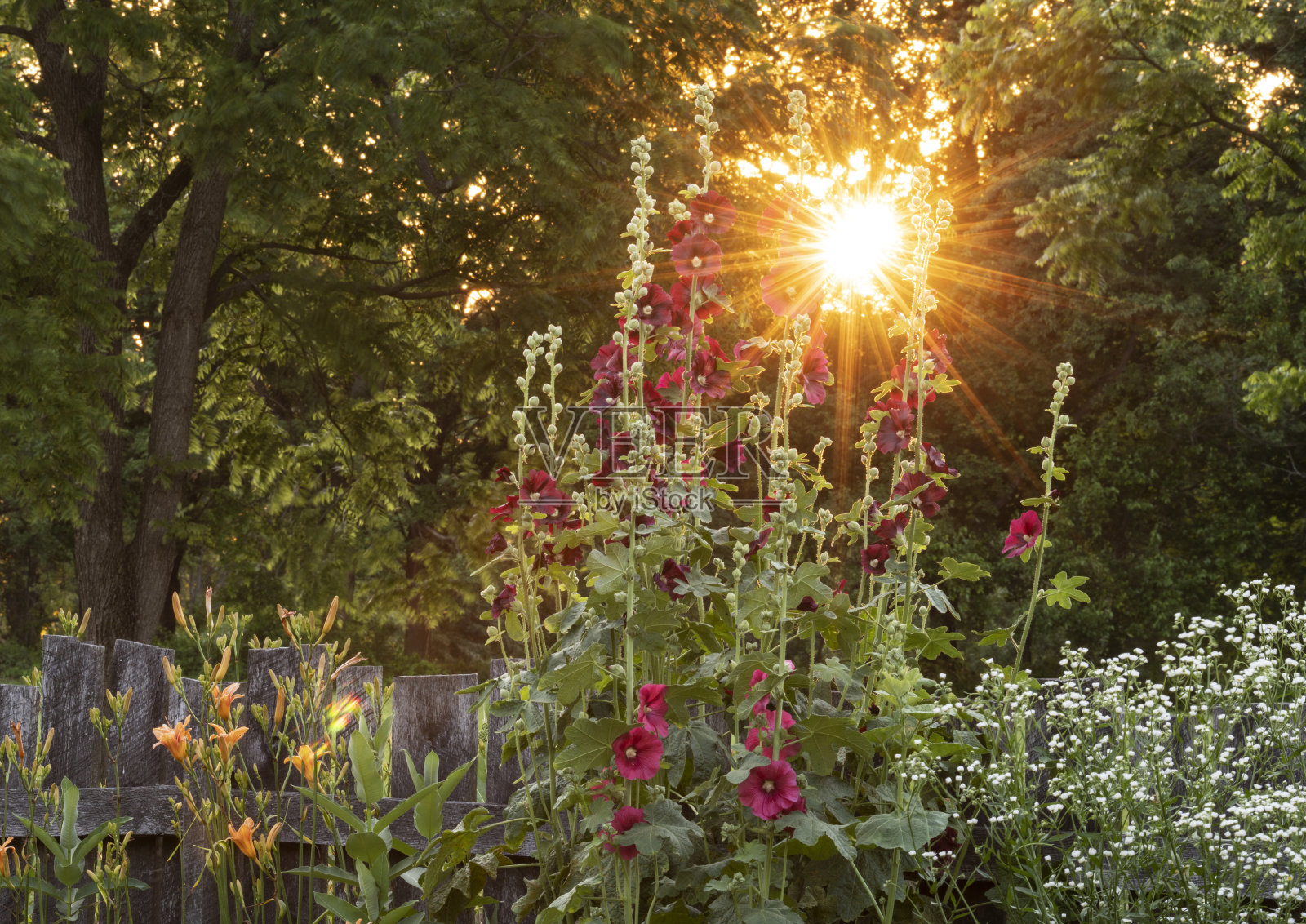 花园在日落时分照片摄影图片