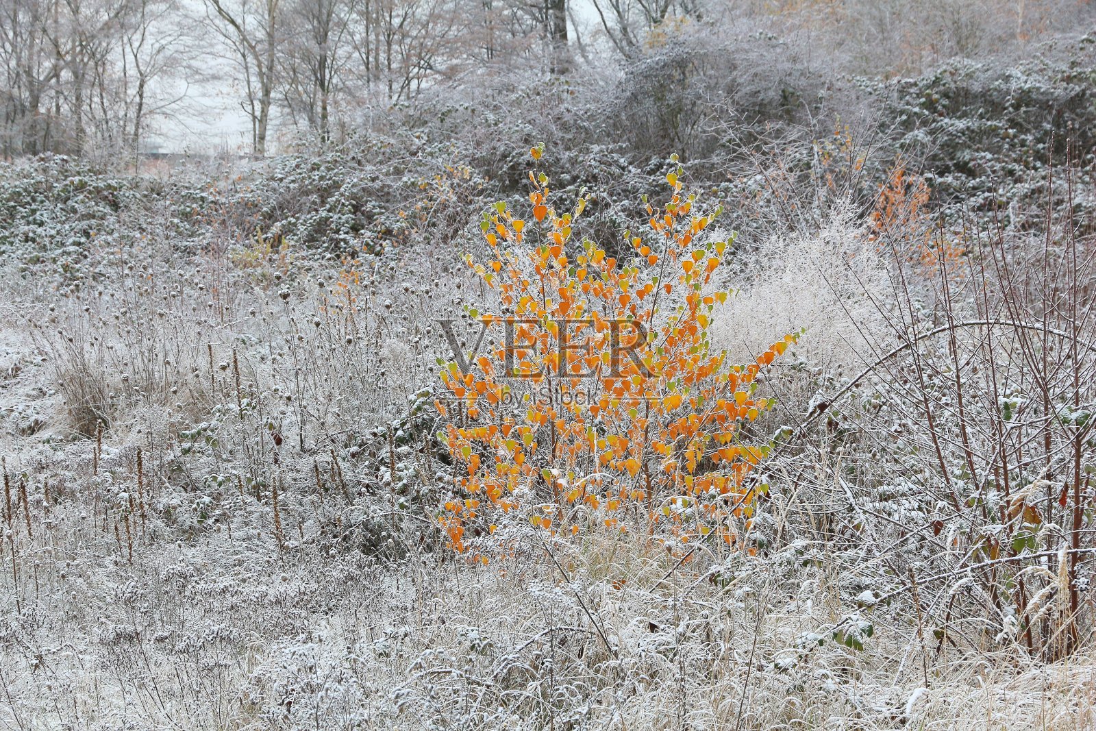 12月的天气照片摄影图片