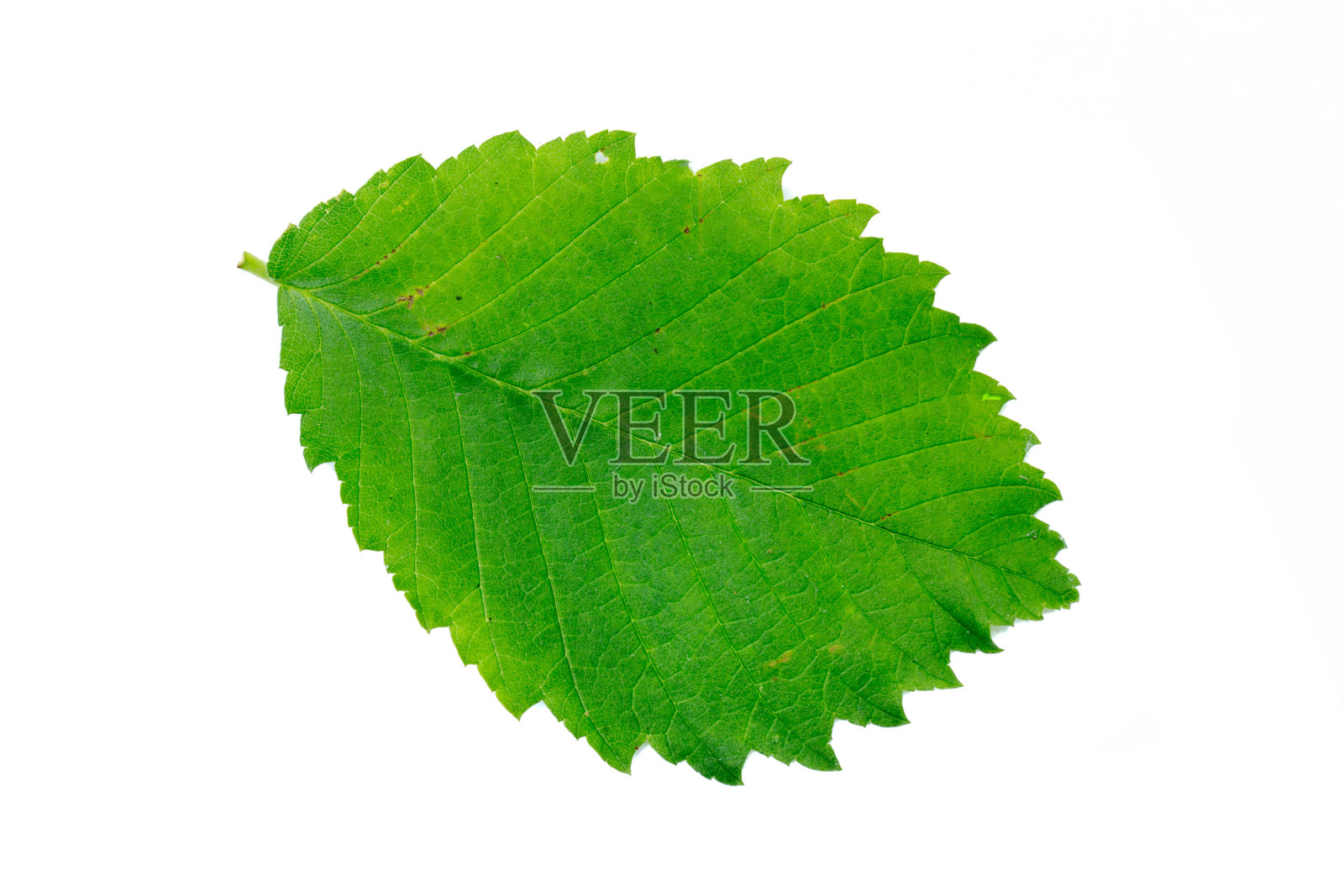 榛子的叶子孤立在白色，顶视图。照片摄影图片
