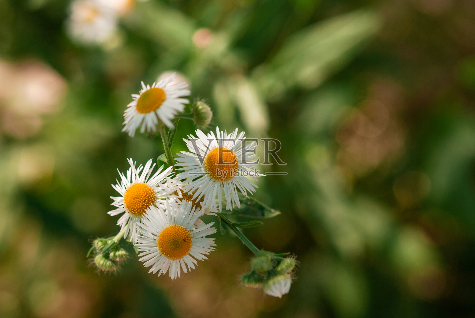 近距离观察花园里盛开的洋甘菊。前视图。照片摄影图片