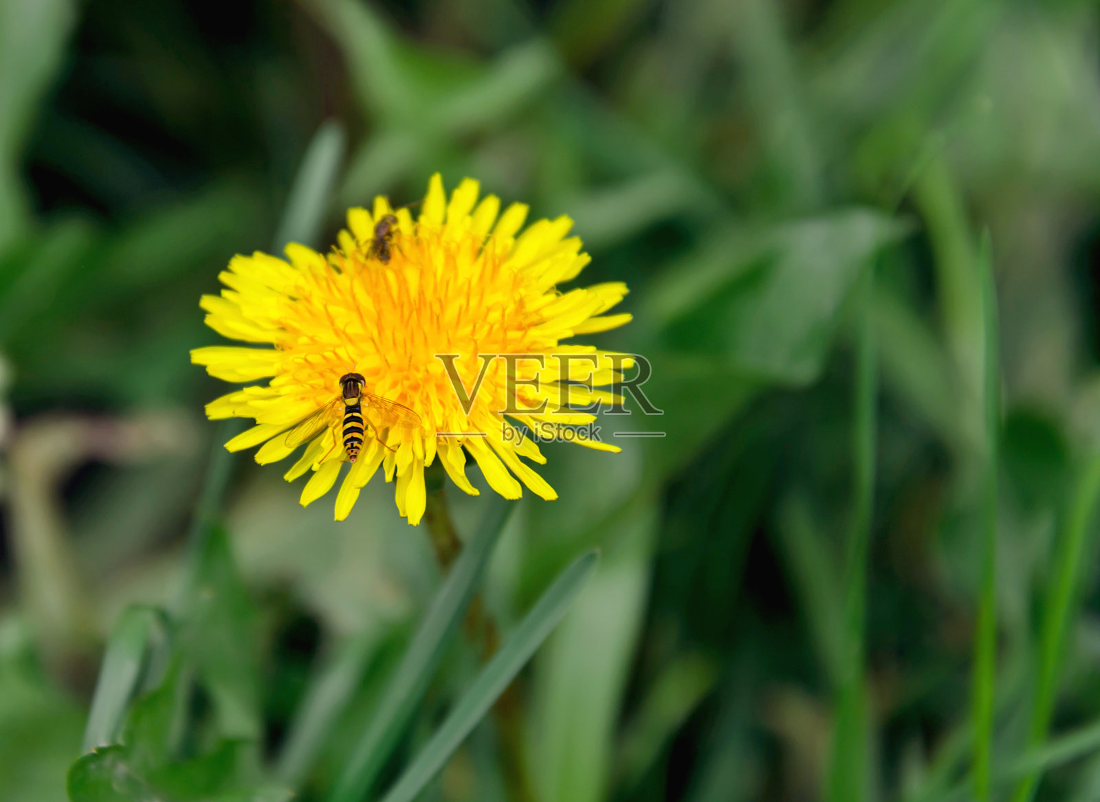 黄色的蒲公英花和黄蜂在收集花粉，背景是绿色的草照片摄影图片