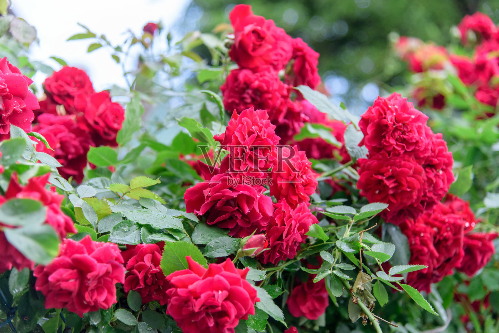 玫瑰在雨后开花照片摄影图片