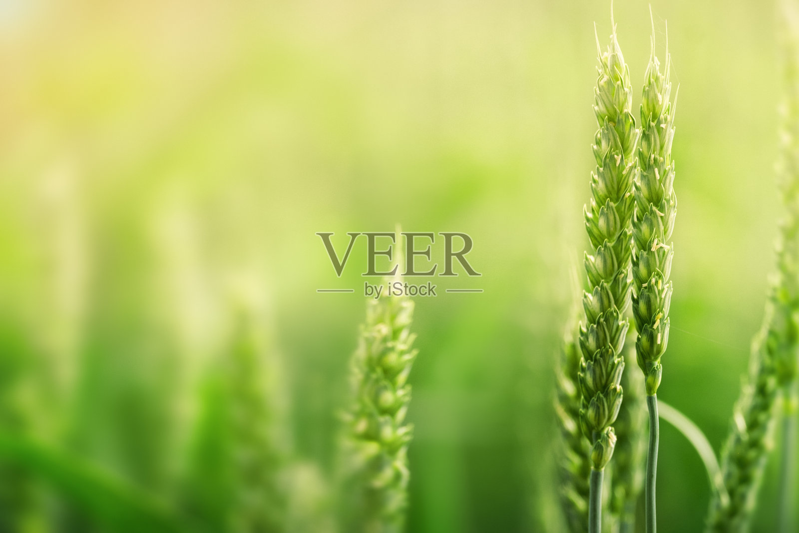 鲜嫩嫩的小麦穗，在大自然的春夏季田野上特写。照片摄影图片