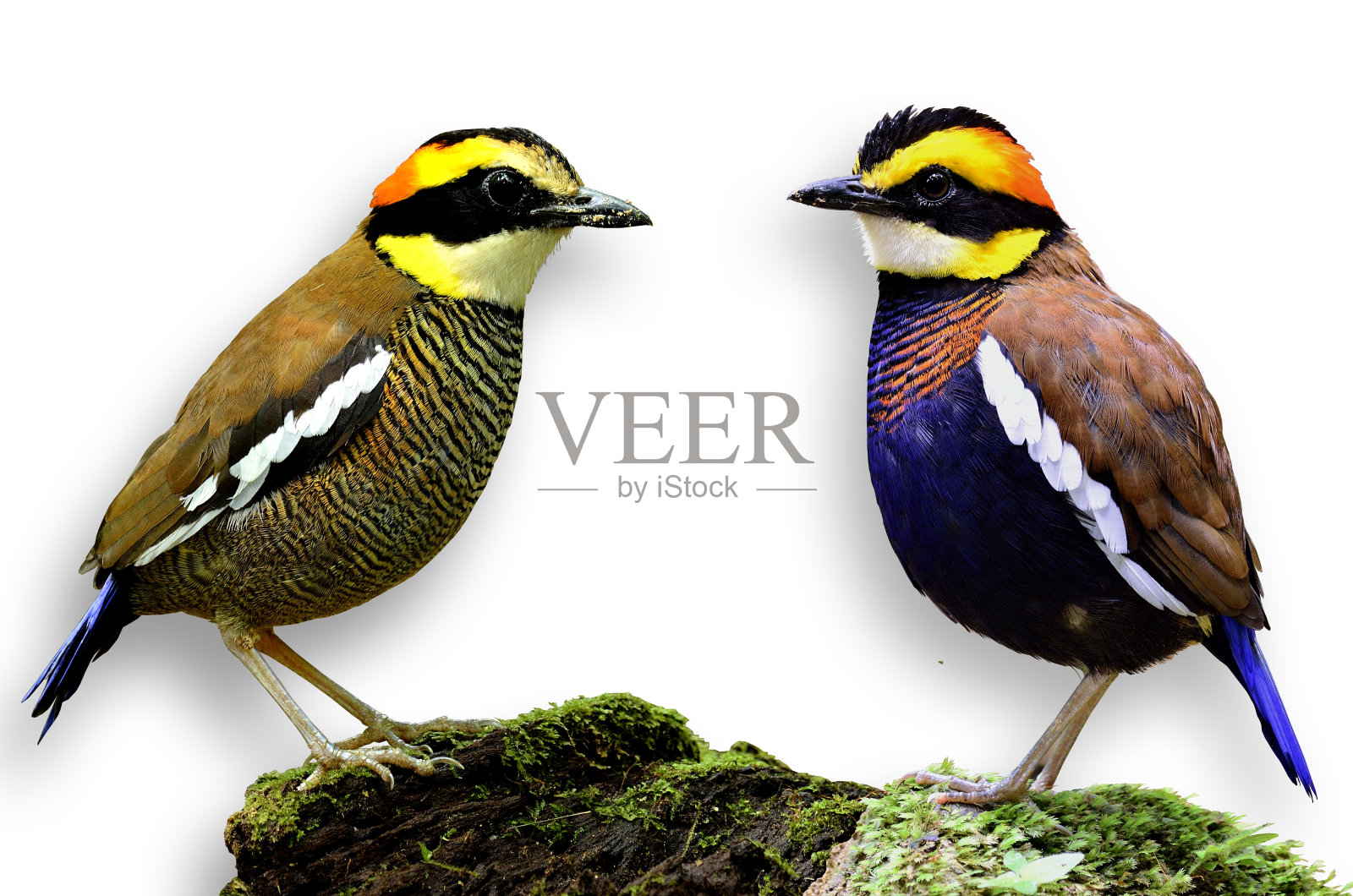 皮塔乐队照片摄影图片