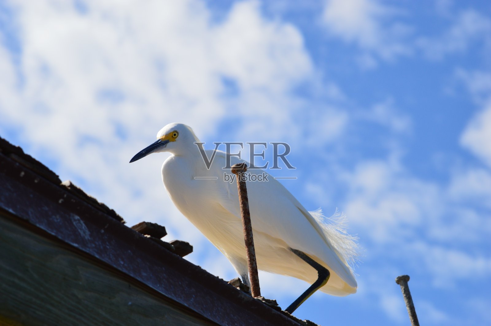 白色的白鹭照片摄影图片