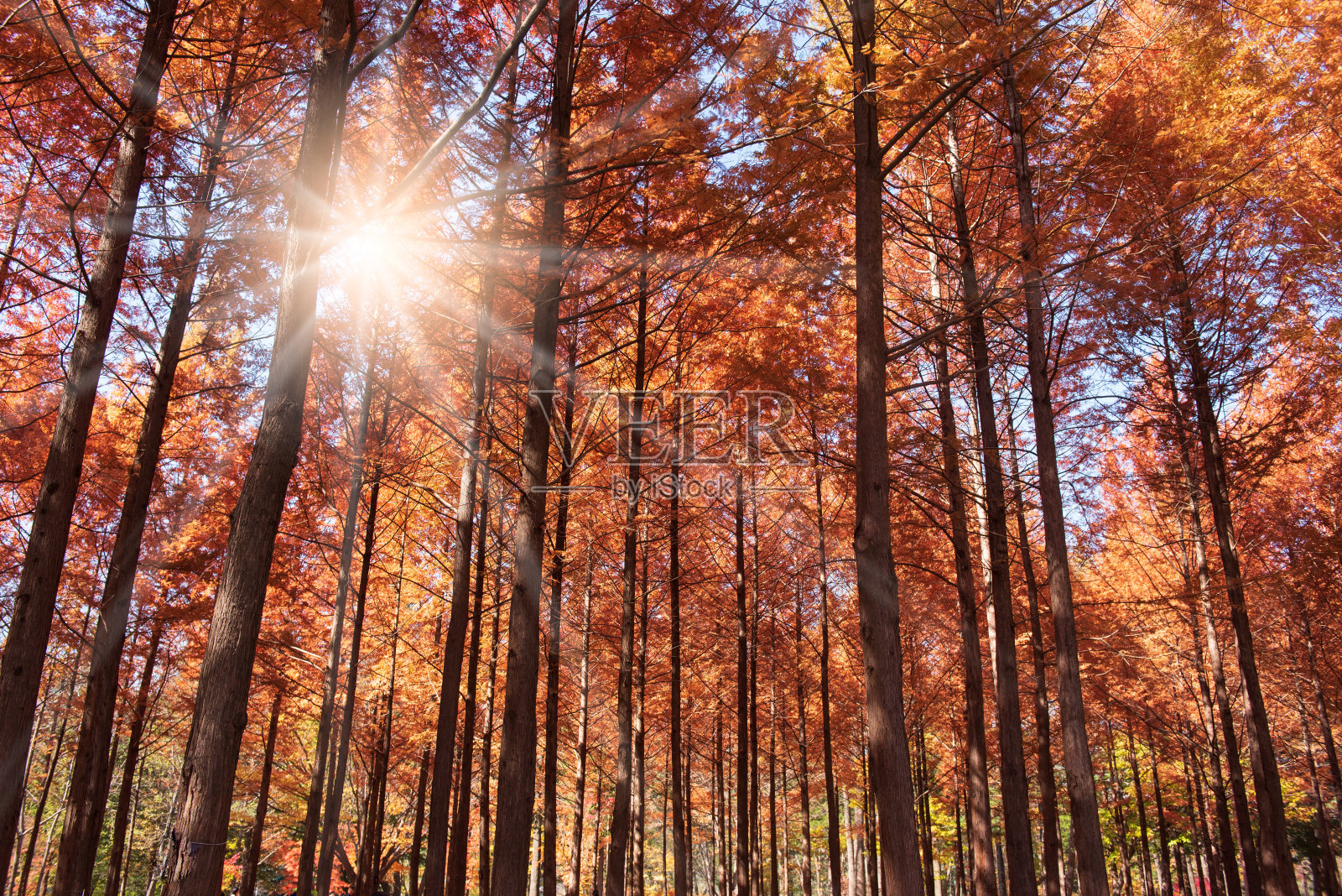 秋天的公园照片摄影图片