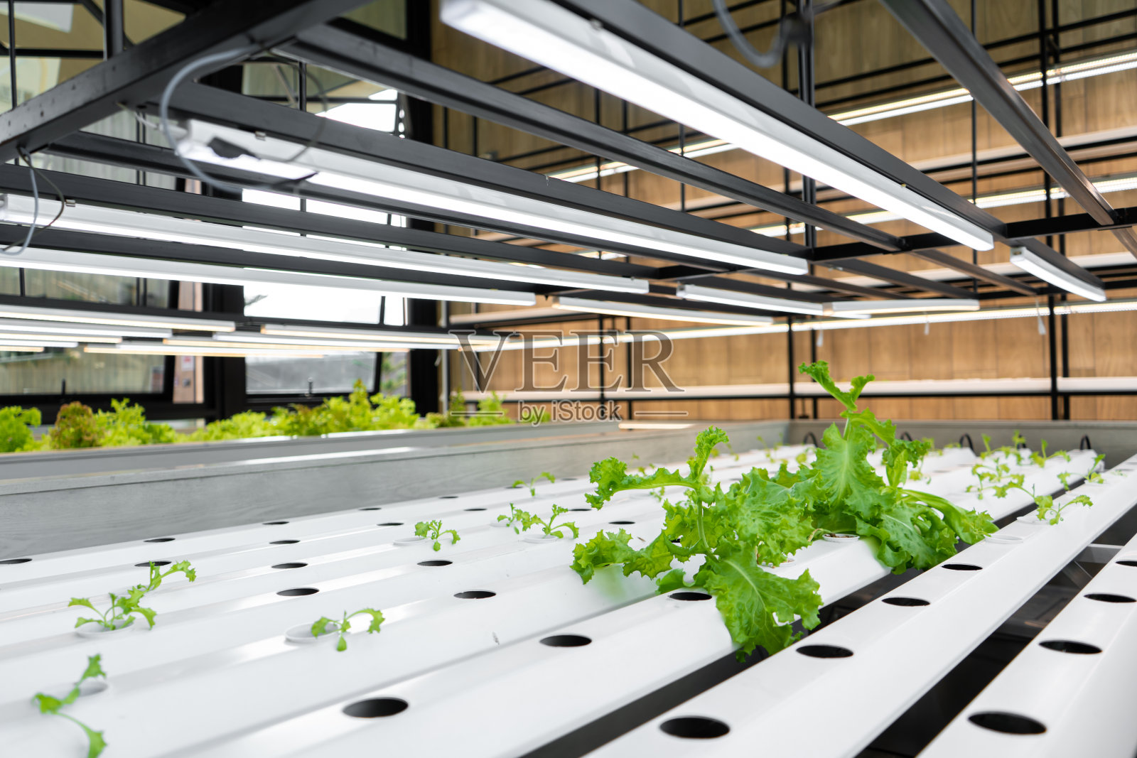 种植沙拉的迷你农场即将来临照片摄影图片