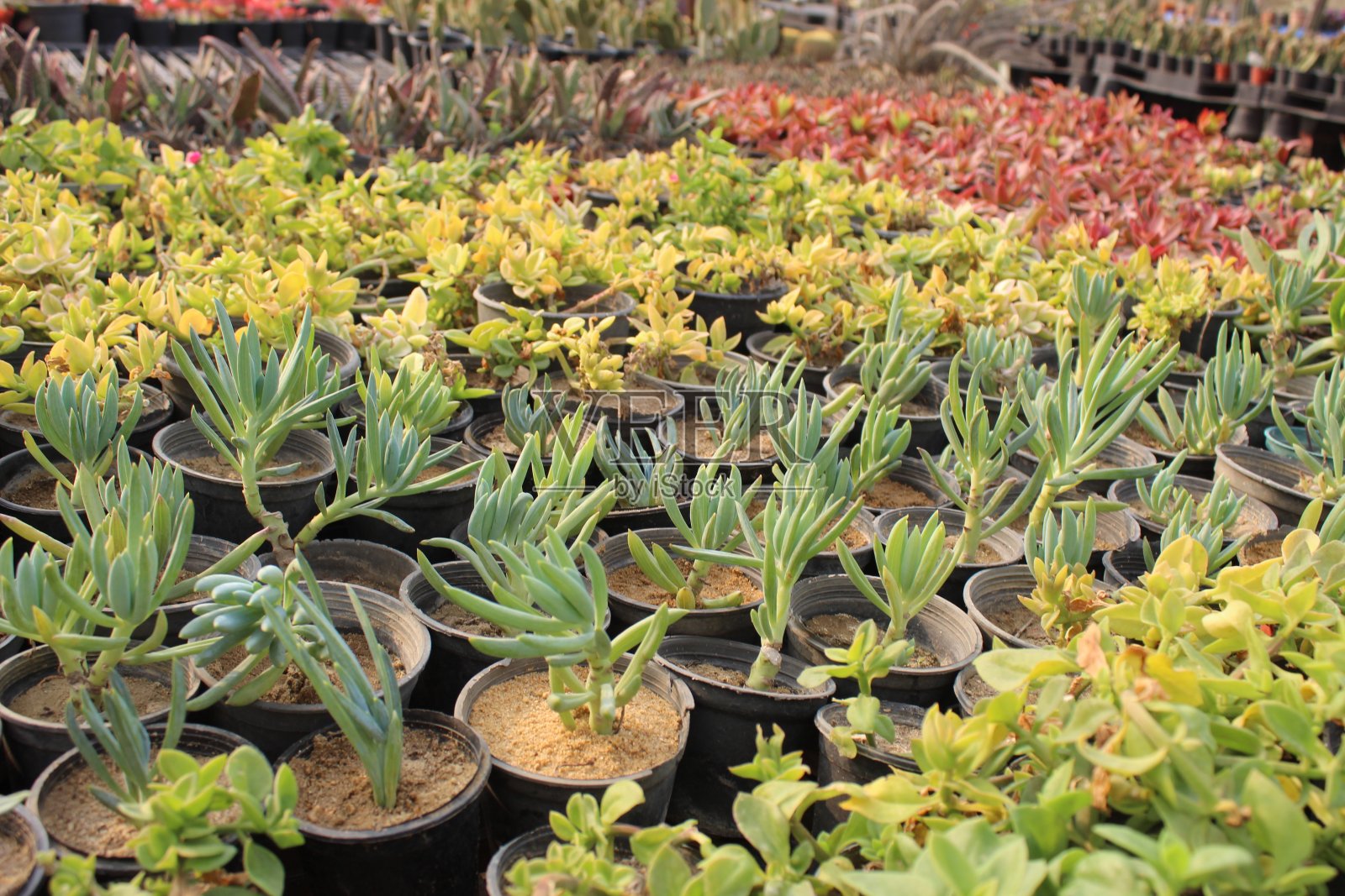 长生草照片摄影图片