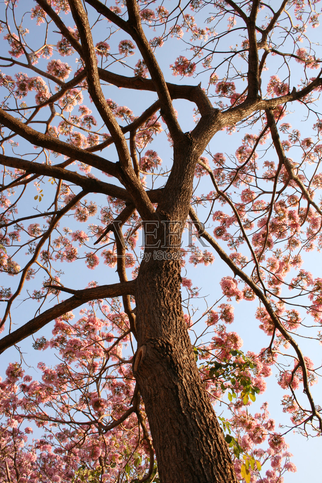 开花的树。照片摄影图片