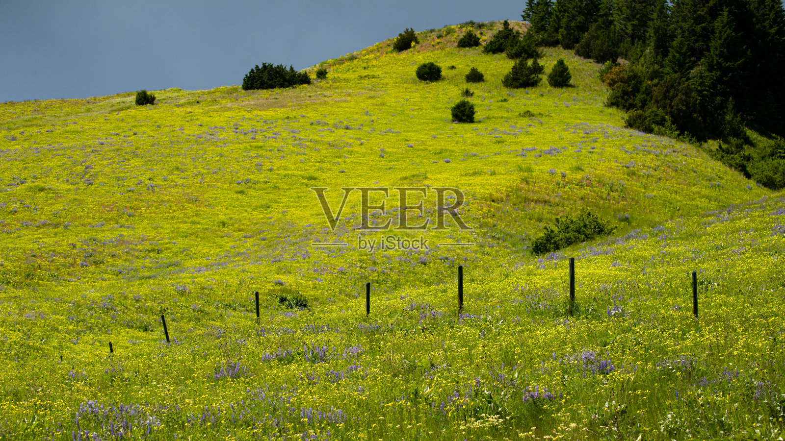 野花和铁丝网。照片摄影图片