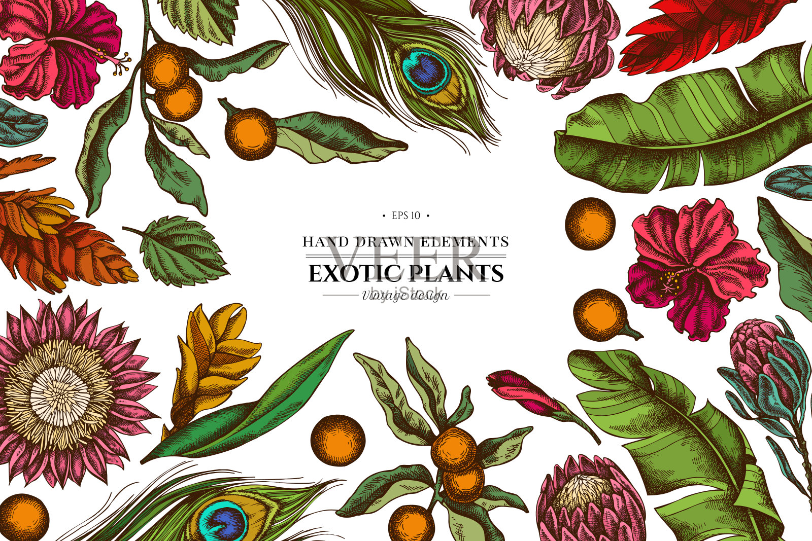 花卉设计与彩色香蕉棕榈叶，芙蓉，龙葵，凤梨，孔雀羽毛，protea插画图片素材