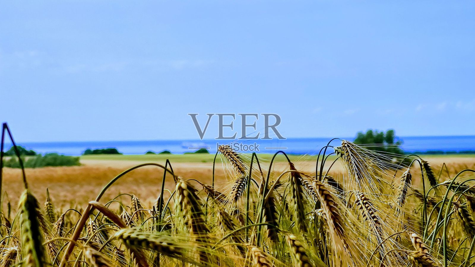 波罗的海大麦田照片摄影图片