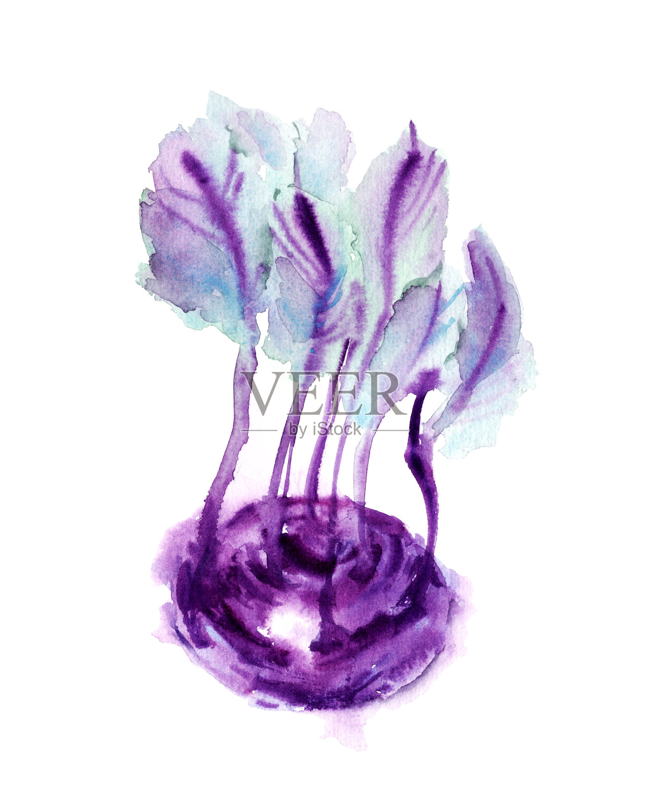 有油漆渍的紫色大头菜插画图片素材