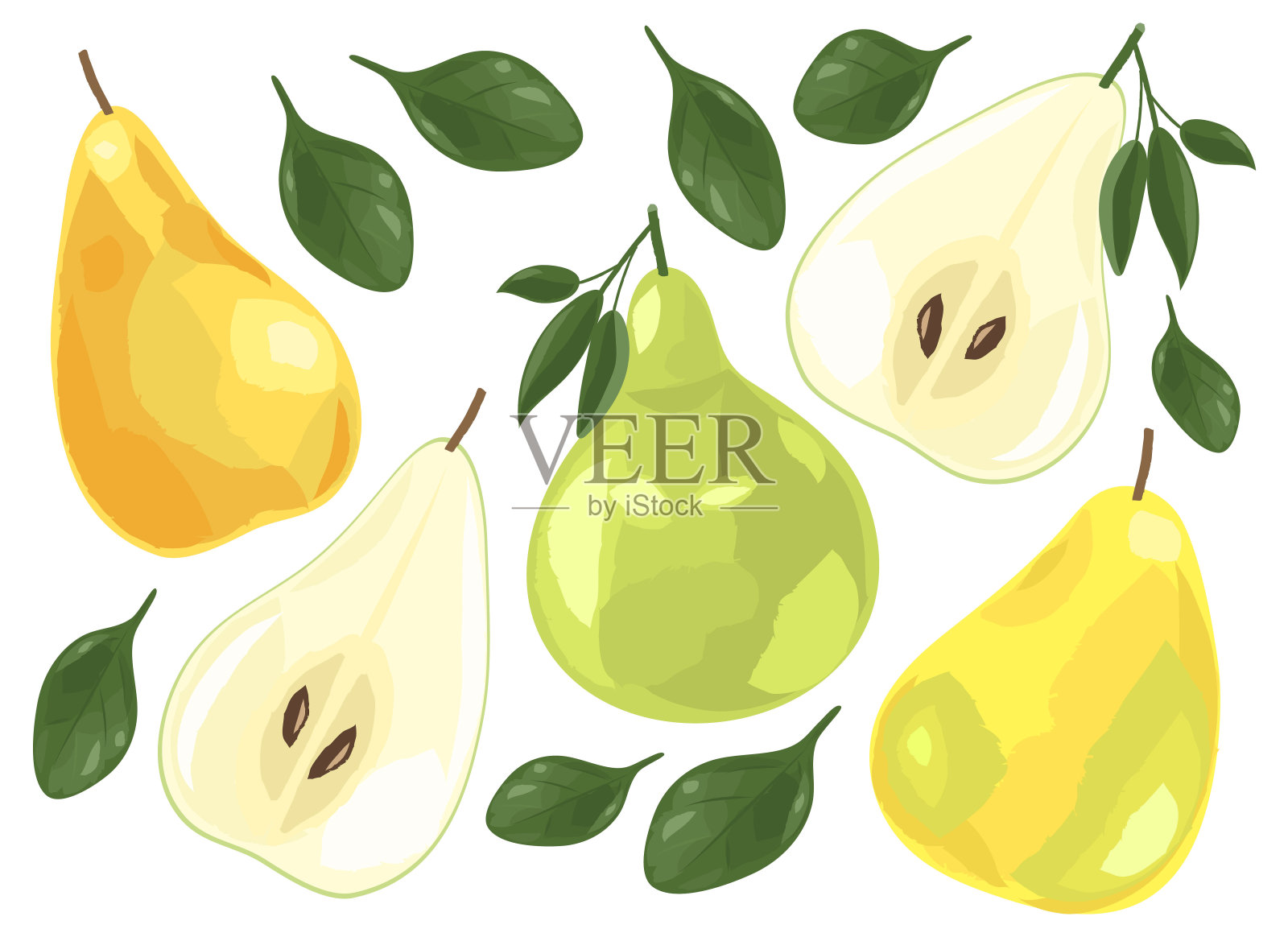 一套新鲜多汁的梨。切片水果。插画图片素材