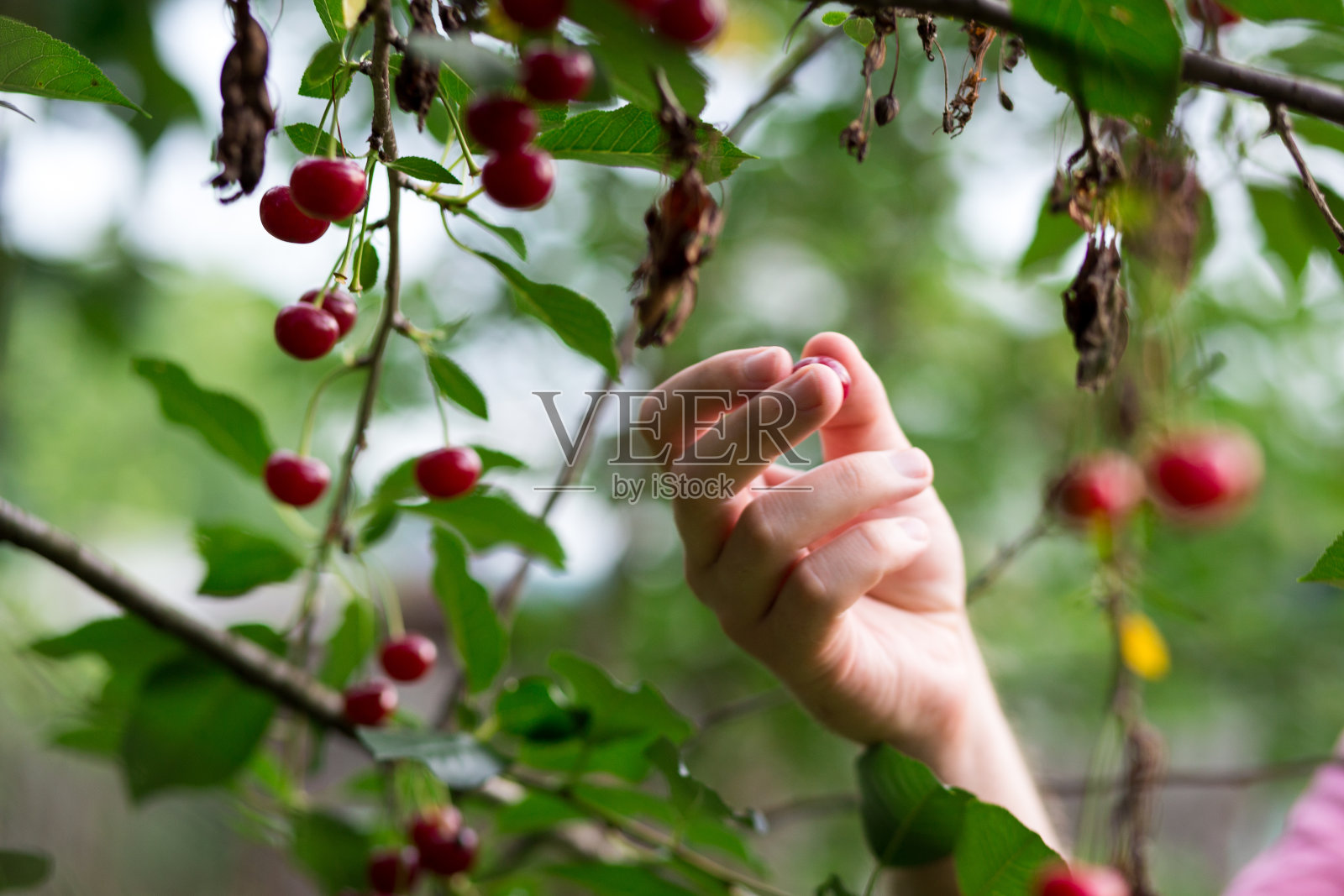 一名男子在自家花园里采摘樱桃照片摄影图片