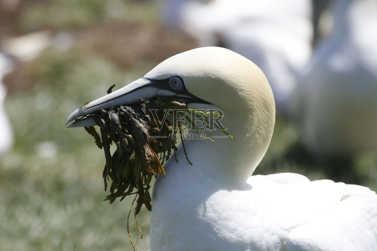观赏北方塘鹅，苏拉白腹，与筑巢材料照片摄影图片