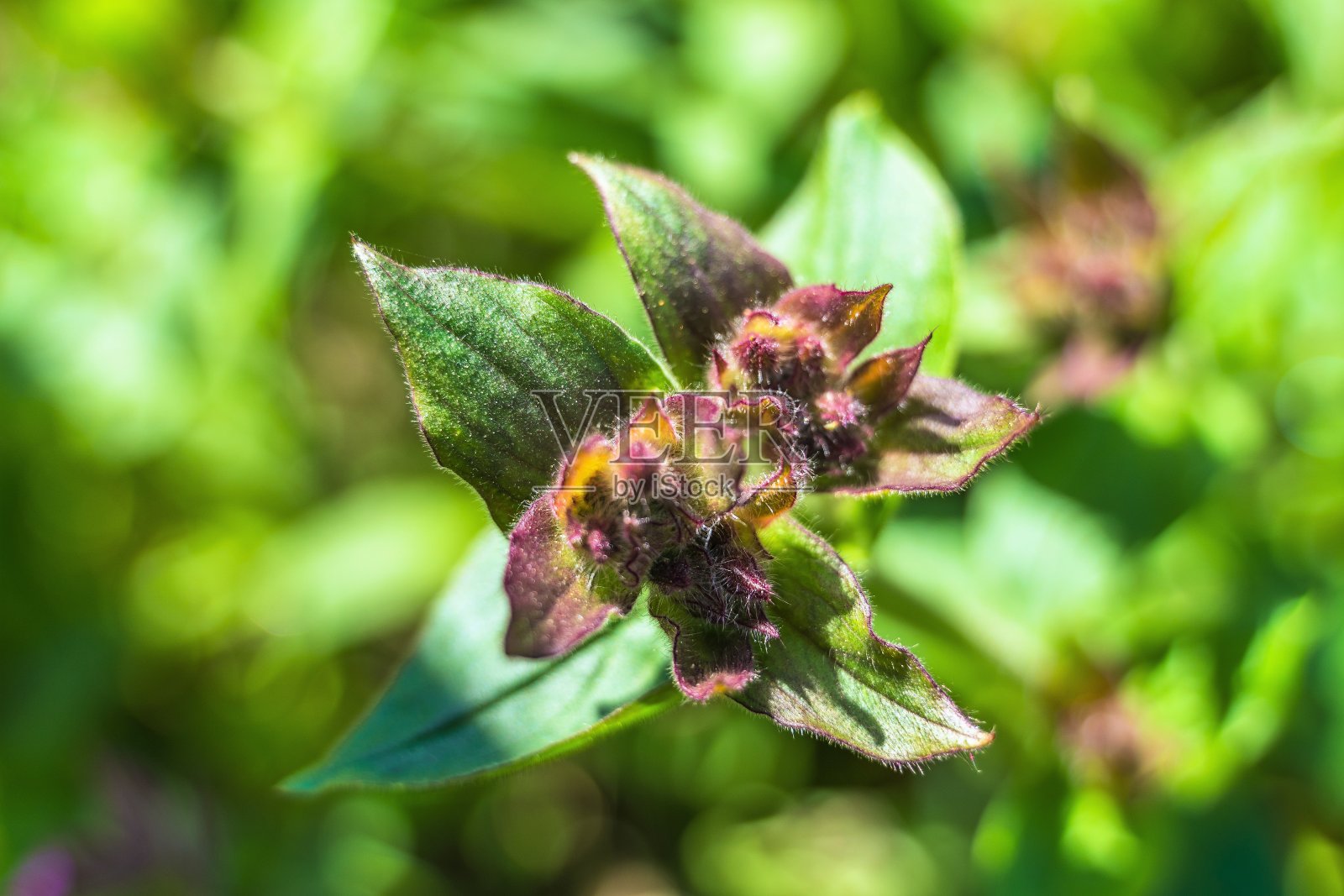 春天初开的花蕾。照片摄影图片