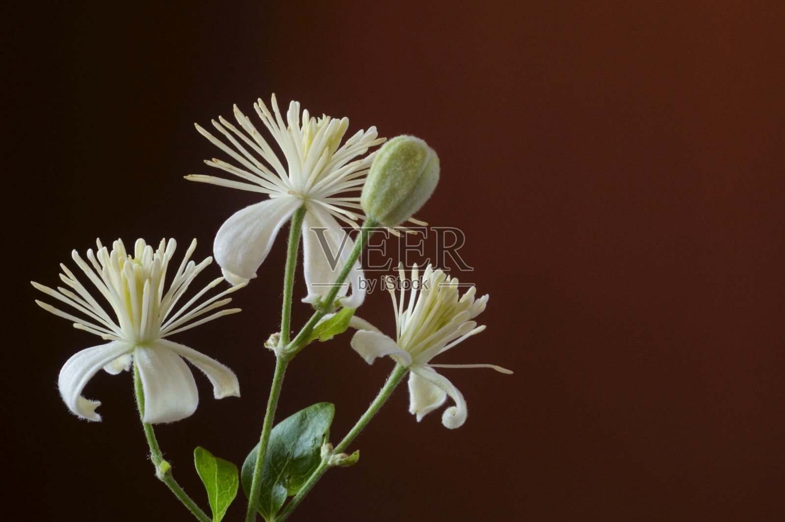 背景有野生铁线莲，老人的胡子或旅行者的喜悦照片摄影图片