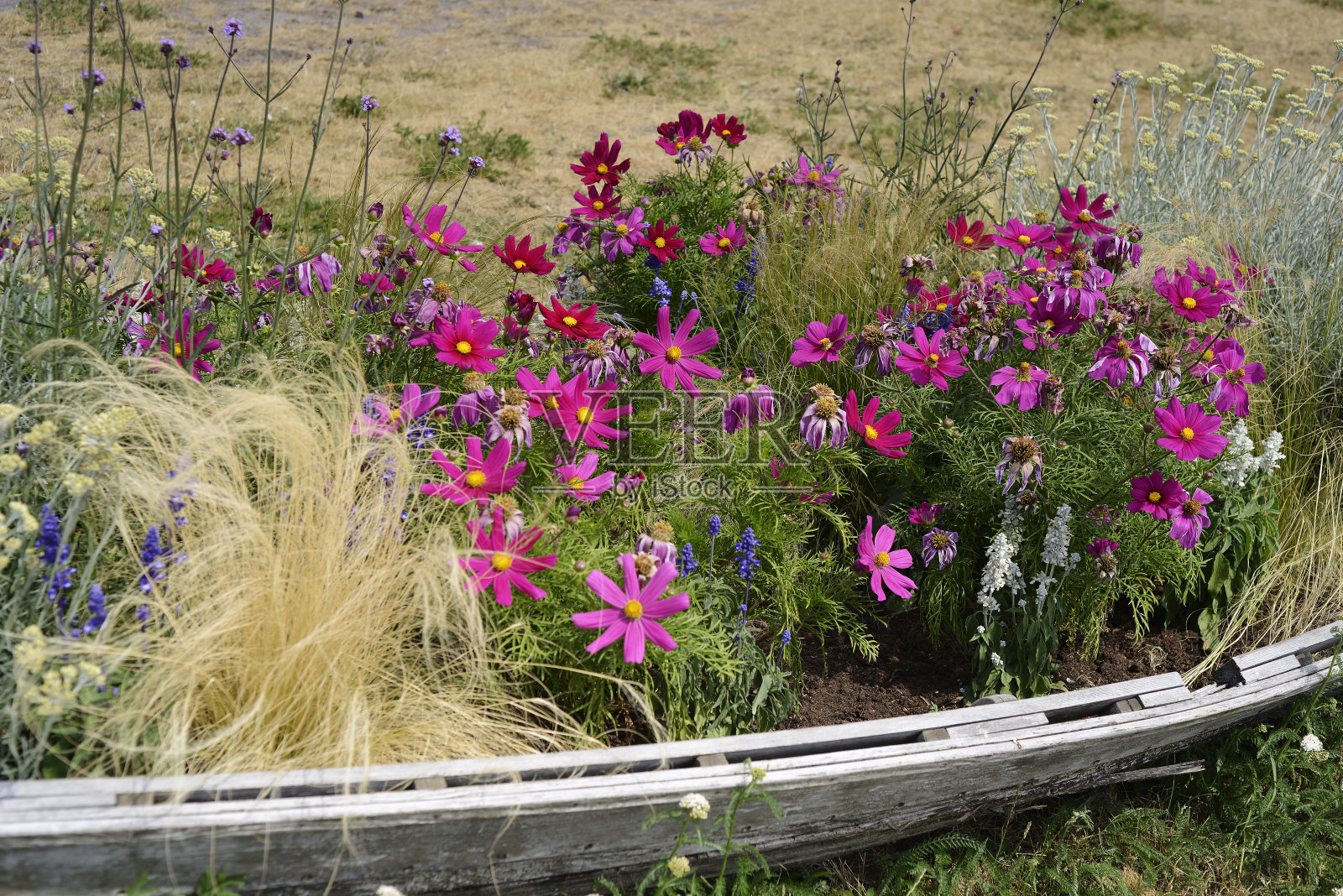 旧木船上盛开的花的花坛照片摄影图片