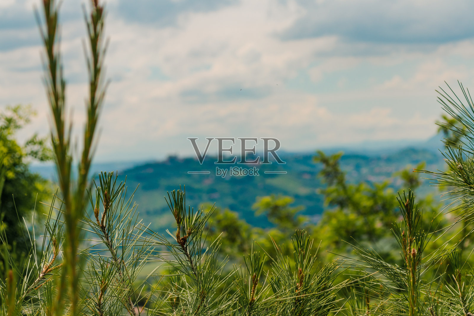 意大利阿布鲁佐基耶蒂附近的一棵山上的松树照片摄影图片