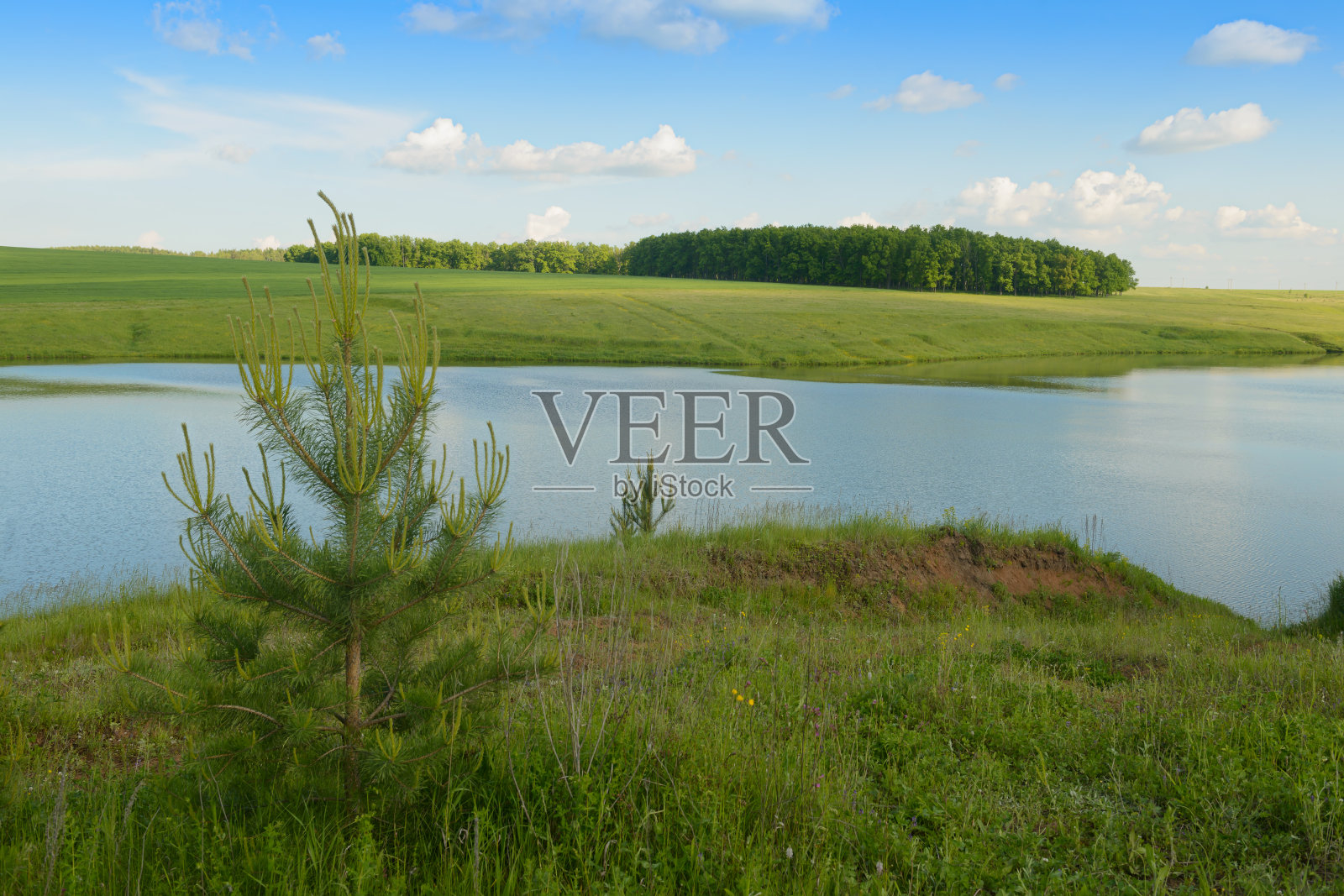夏季景观与湖泊，绿色草地和森林在岸边照片摄影图片