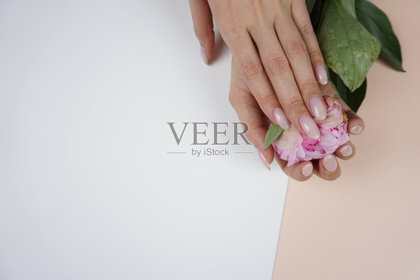 美丽的粉红色牡丹在女士手中。照片摄影图片