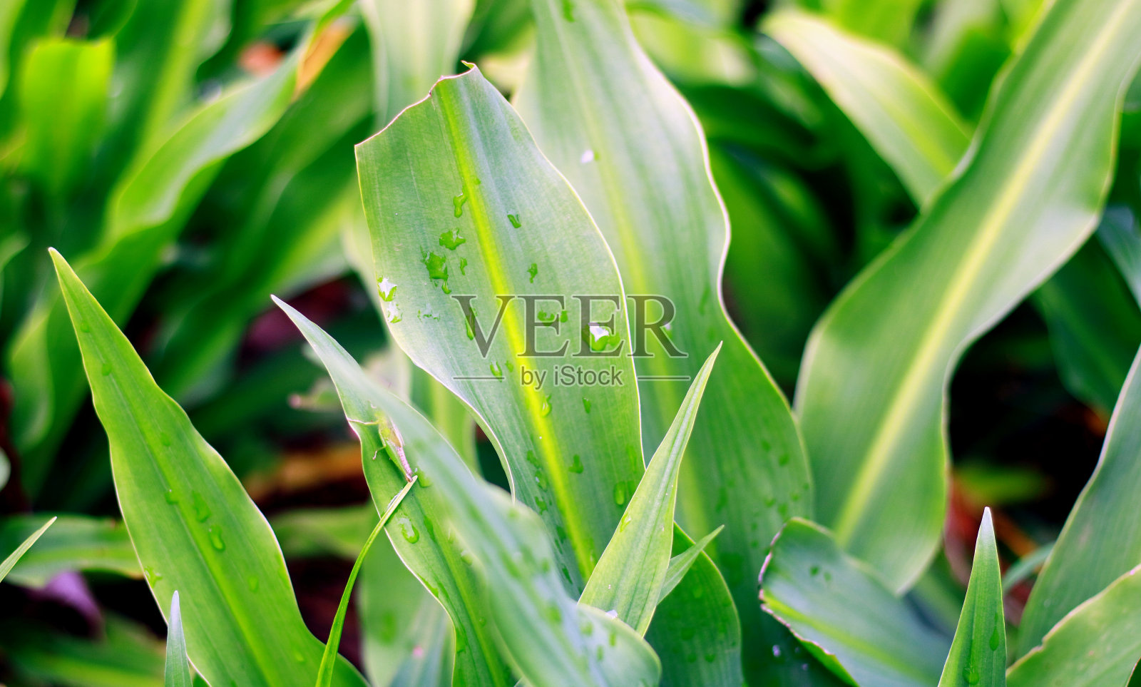 百合或百合属植物照片摄影图片