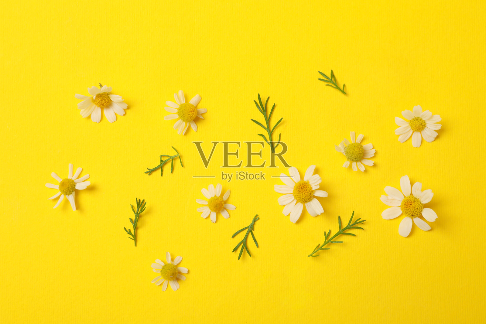 美丽的洋甘菊花在黄色的背景，俯视图照片摄影图片