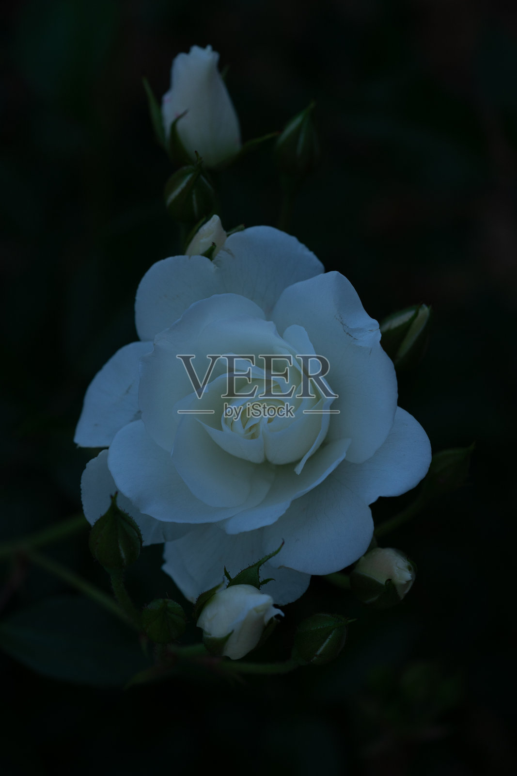 野玫瑰照片摄影图片