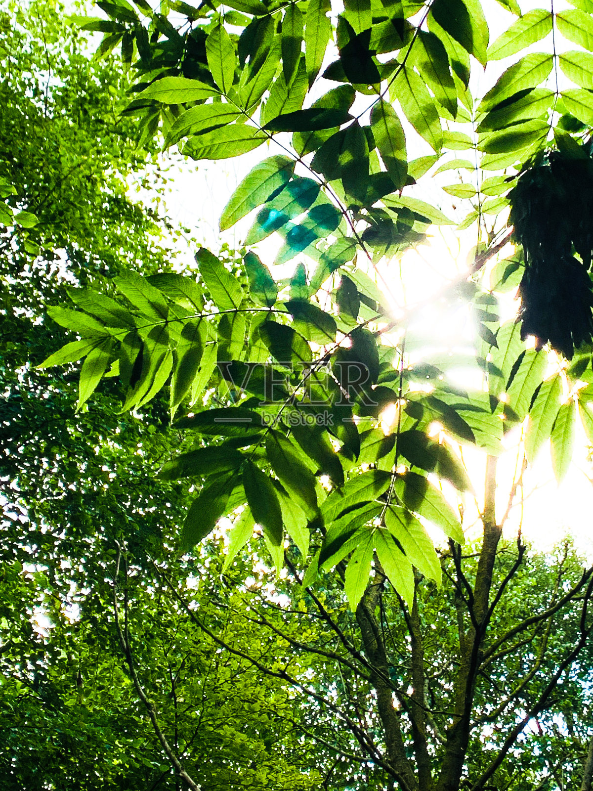 阳光透过树叶照片摄影图片