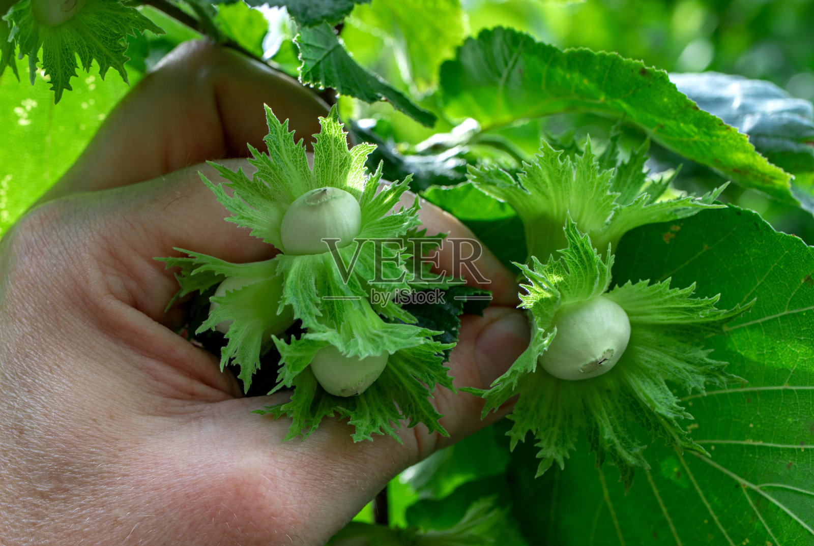 农民们用手检查榛子的成熟。照片摄影图片