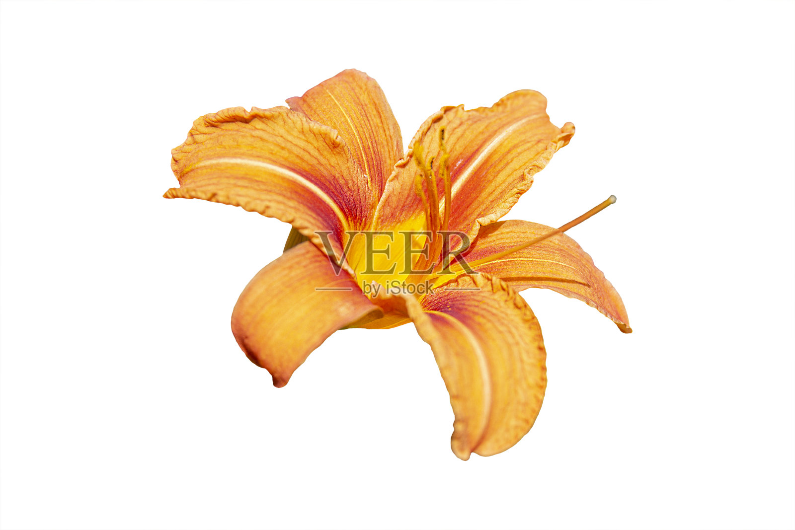 橙色的单株百合孤立在白色上照片摄影图片