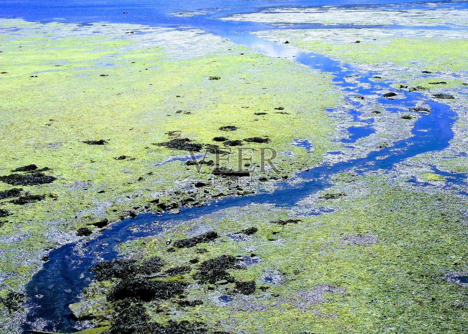 低潮时被海藻覆盖的海滩，西班牙加利西亚的科鲁纳省。照片摄影图片