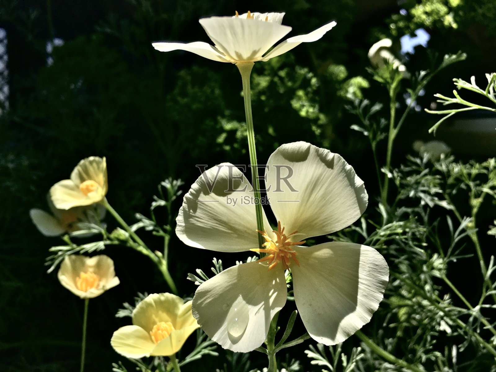 白色加利福尼亚罂粟/ eschscholzia加利福尼亚照片摄影图片