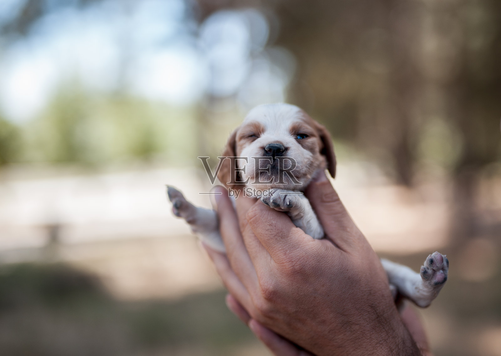 小可爱的小狗照片摄影图片