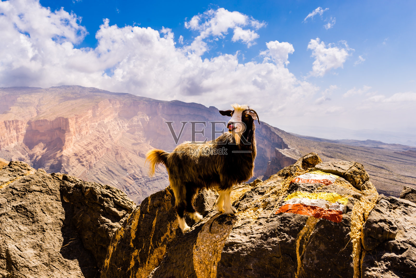 在阿曼的杰贝尔沙姆斯高处站立的可爱的山羊照片摄影图片