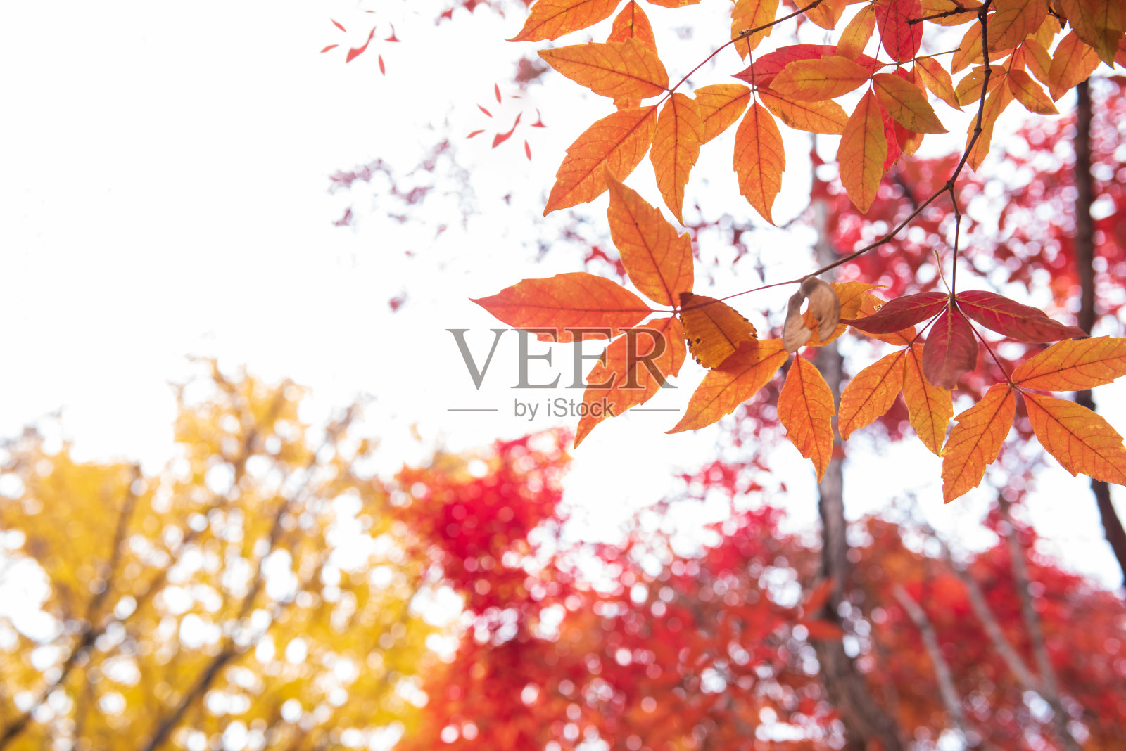 秋天的落叶照片摄影图片